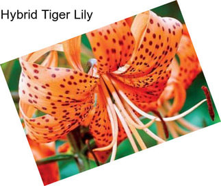 Hybrid Tiger Lily