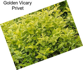 Golden Vicary Privet