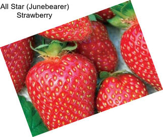 All Star (Junebearer) Strawberry
