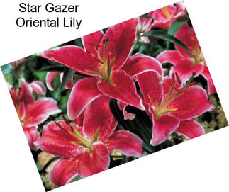 Star Gazer Oriental Lily