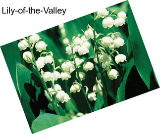 Lily-of-the-Valley