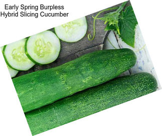 Early Spring Burpless Hybrid Slicing Cucumber