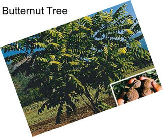 Butternut Tree