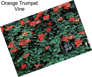 Orange Trumpet Vine