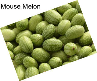 Mouse Melon