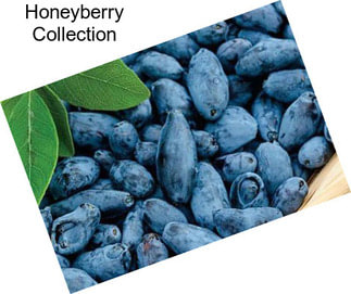 Honeyberry Collection
