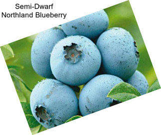 Semi-Dwarf Northland Blueberry