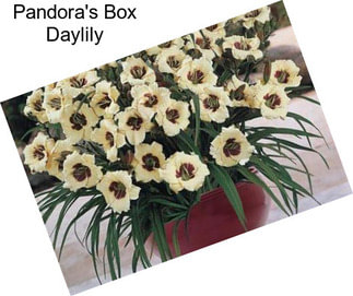 Pandora\'s Box Daylily