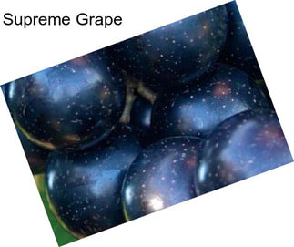 Supreme Grape