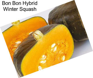 Bon Bon Hybrid Winter Squash