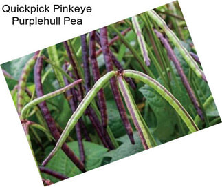 Quickpick Pinkeye Purplehull Pea