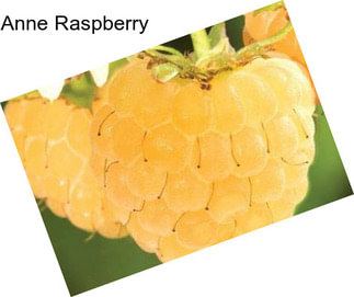 Anne Raspberry