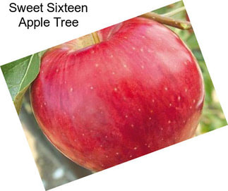 Sweet Sixteen Apple Tree