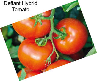 Defiant Hybrid Tomato