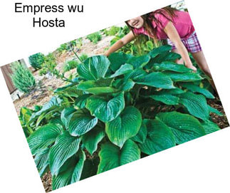 Empress wu Hosta