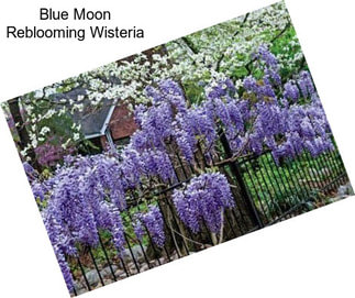 Blue Moon Reblooming Wisteria