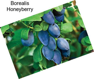 Borealis Honeyberry