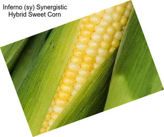 Inferno (sy) Synergistic Hybrid Sweet Corn