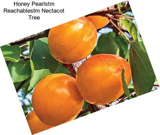 Honey Pearlstm Reachablestm Nectacot Tree