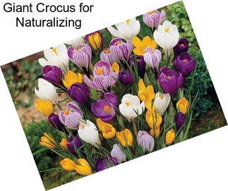 Giant Crocus for Naturalizing