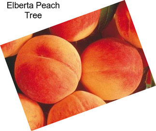 Elberta Peach Tree