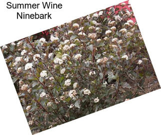 Summer Wine Ninebark
