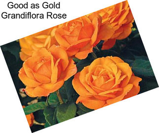 Good as Gold Grandiflora Rose