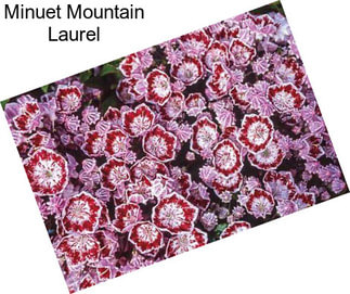 Minuet Mountain Laurel