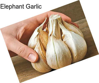 Elephant Garlic