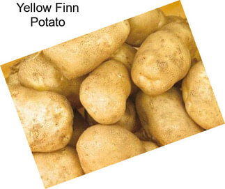 Yellow Finn Potato
