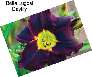 Bella Lugosi Daylily