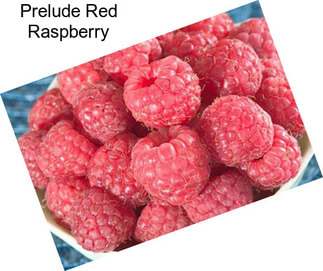 Prelude Red Raspberry
