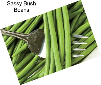 Sassy Bush Beans