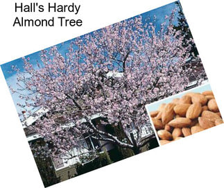 Hall\'s Hardy Almond Tree
