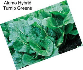 Alamo Hybrid Turnip Greens