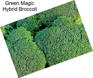 Green Magic Hybrid Broccoli