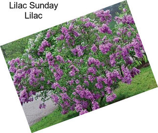 Lilac Sunday Lilac