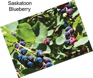 Saskatoon Blueberry