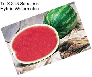 Tri-X 313 Seedless Hybrid Watermelon