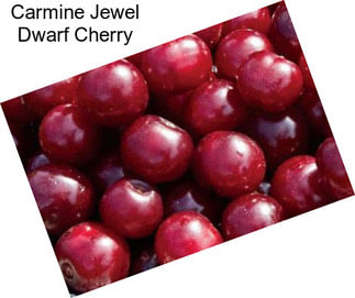 Carmine Jewel Dwarf Cherry