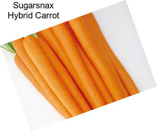 Sugarsnax Hybrid Carrot
