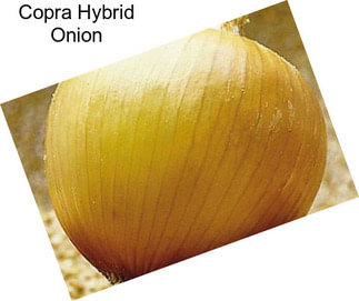 Copra Hybrid Onion