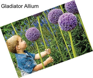 Gladiator Allium