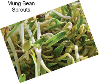 Mung Bean Sprouts