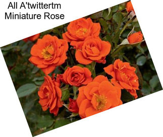 All A\'twittertm Miniature Rose