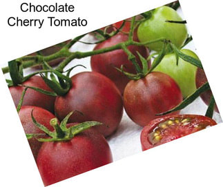 Chocolate Cherry Tomato