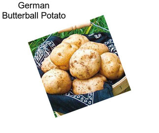 German Butterball Potato