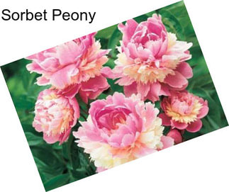 Sorbet Peony