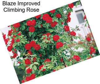 Blaze Improved Climbing Rose