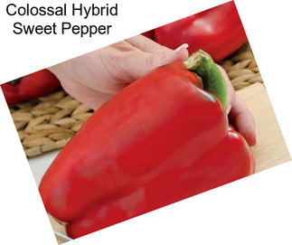 Colossal Hybrid Sweet Pepper